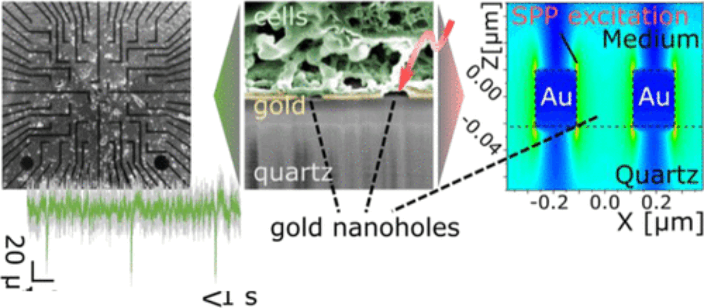 MEA Recordings and Cell-Substrate Investigations with Plasmonic and Transparent, Tunable Holey Gold